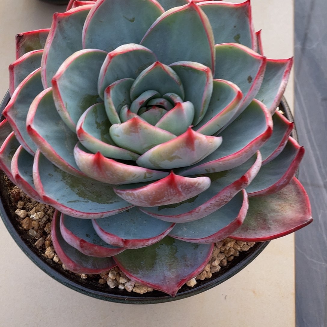 惊鸿多肉多肉多肉