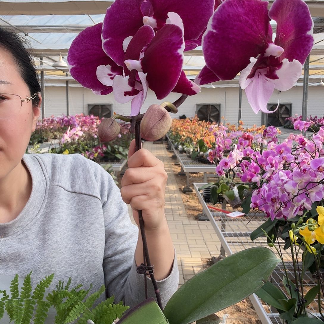 完全开放宾利1颗，