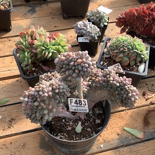 汤圆缀化483 亏本处理退单拉黑