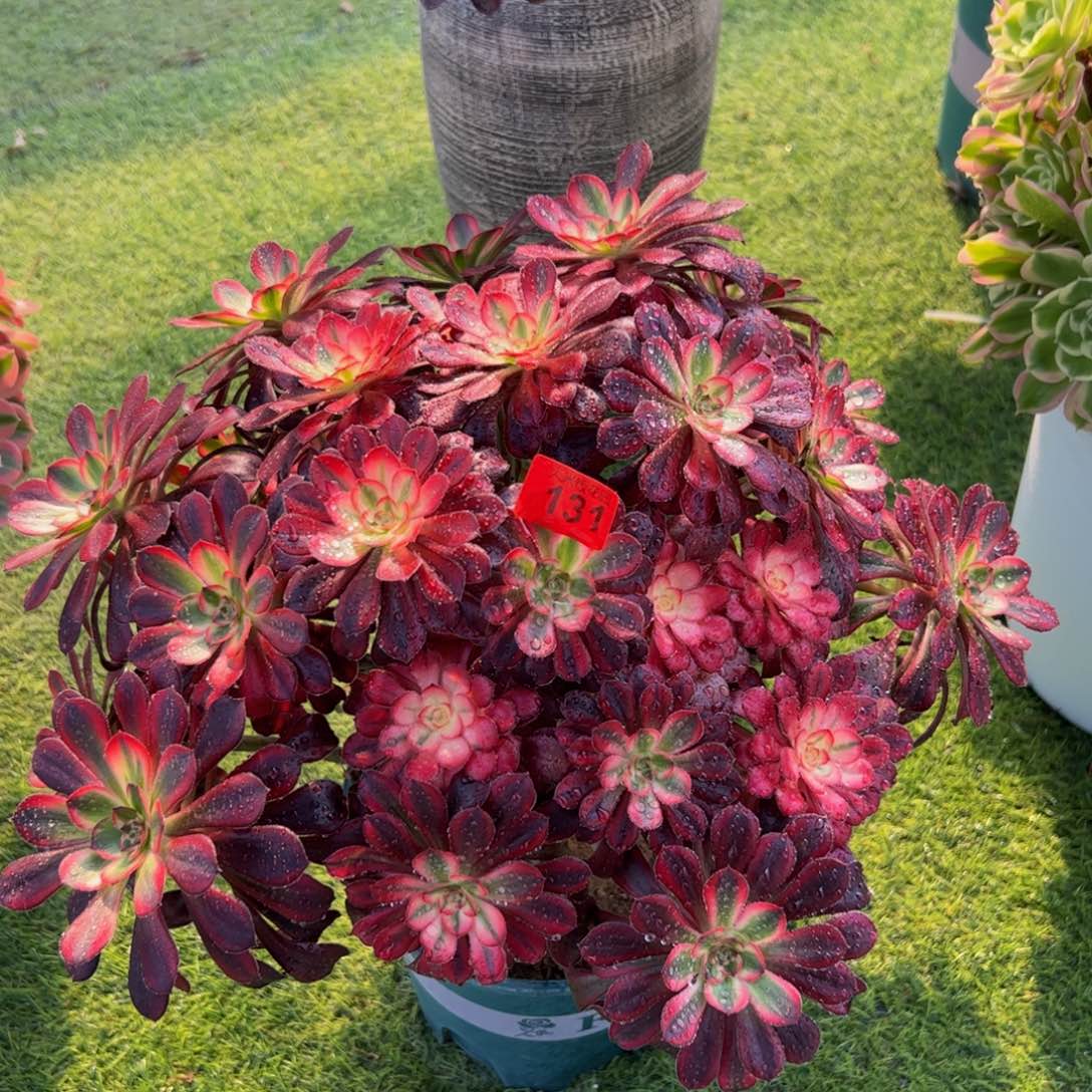 131多肉植物发货香丛林