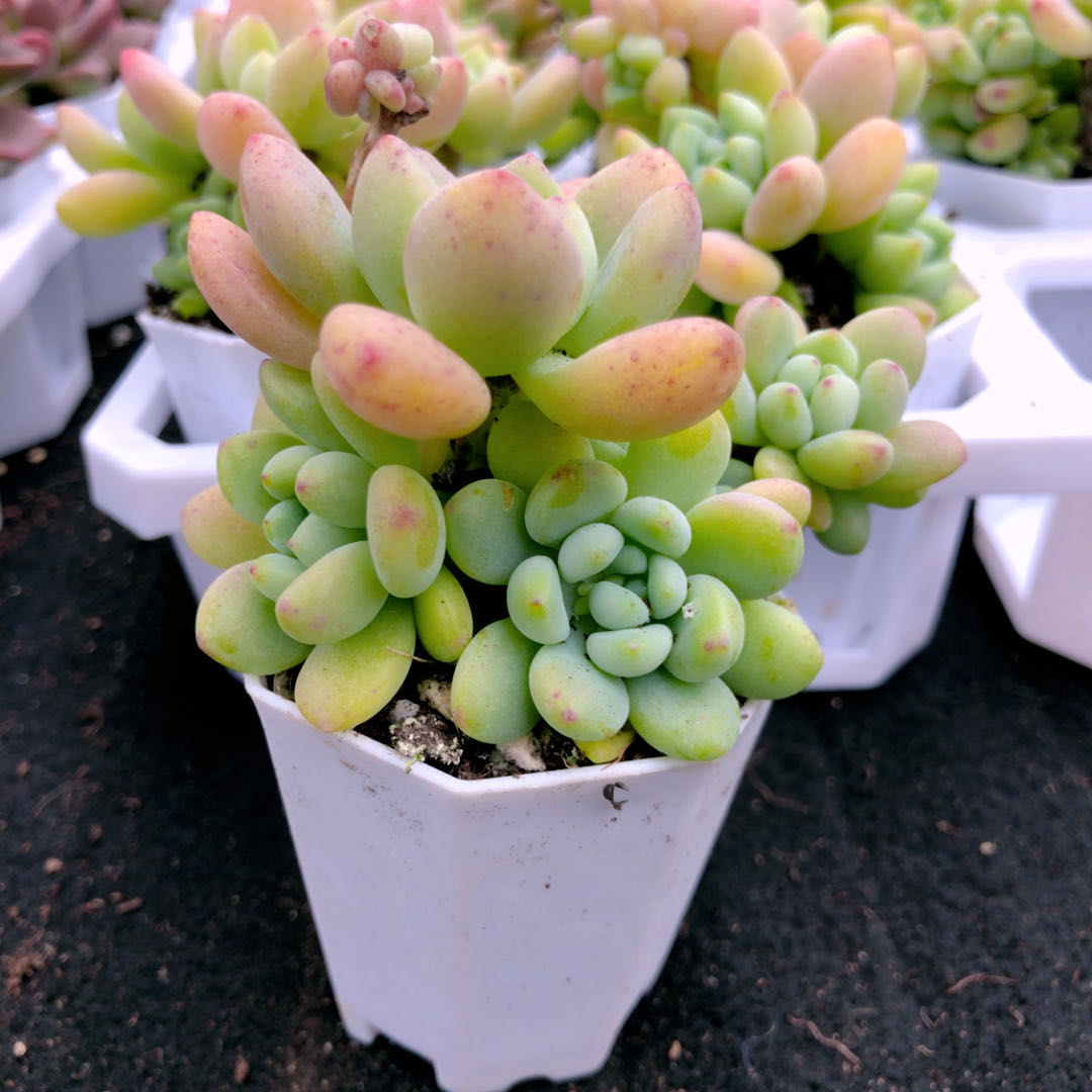 h凝脂莲多肉植物 满十元包邮