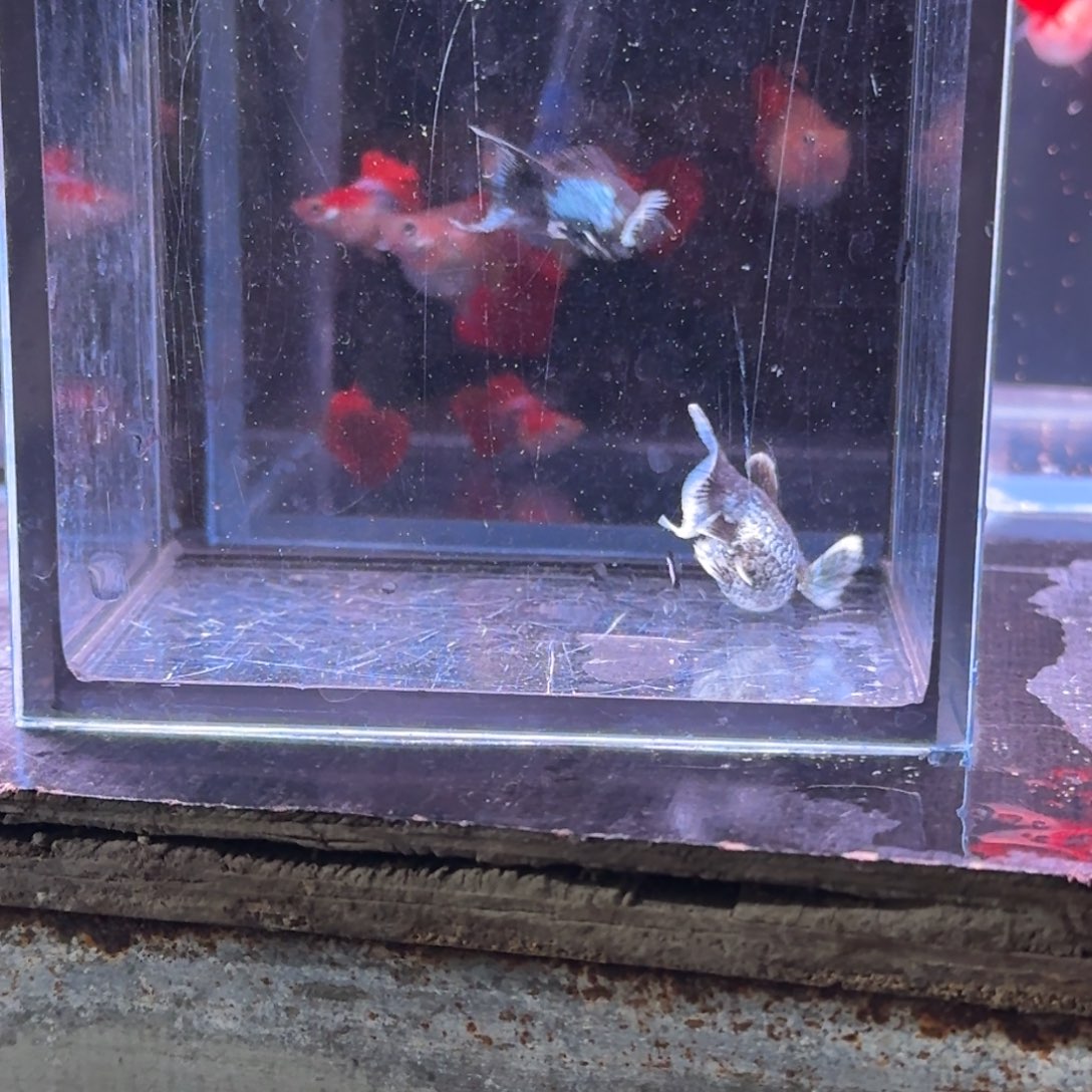孔雀鱼4号玛丽2条