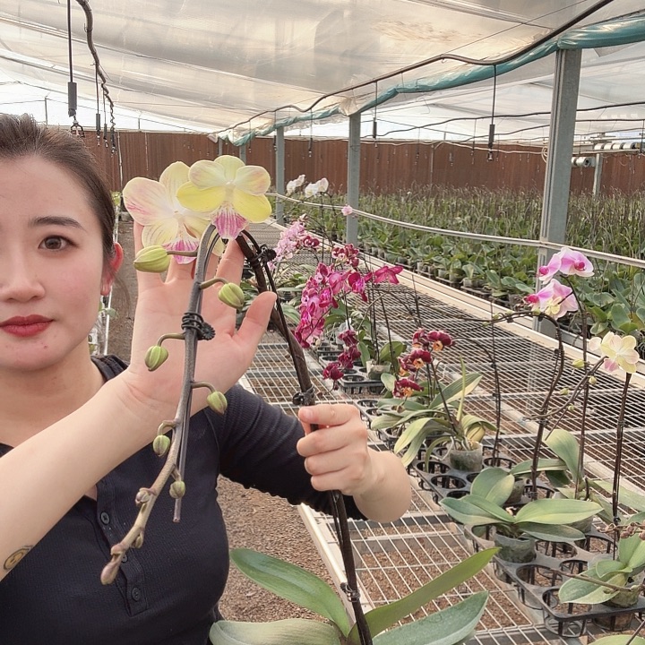 溶***吖完全开放148蝴蝶兰一物一拍