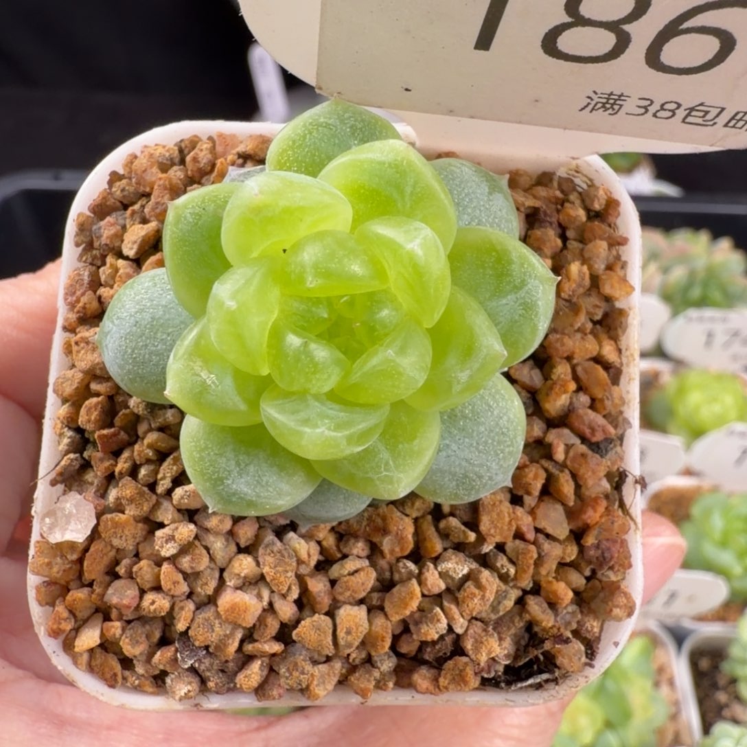 邀月珍妮单头186号