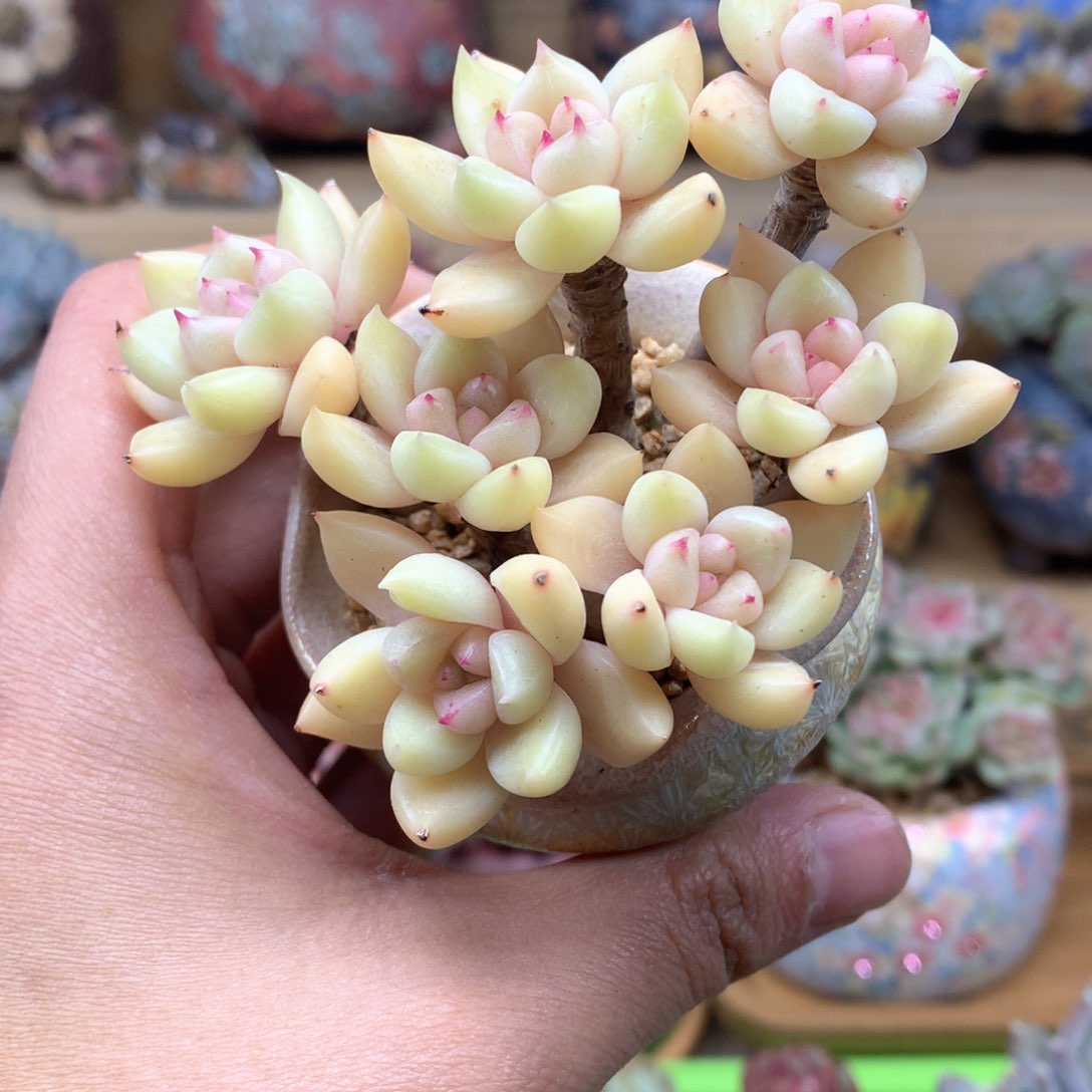 ༆****璀璨一物一拍整群。