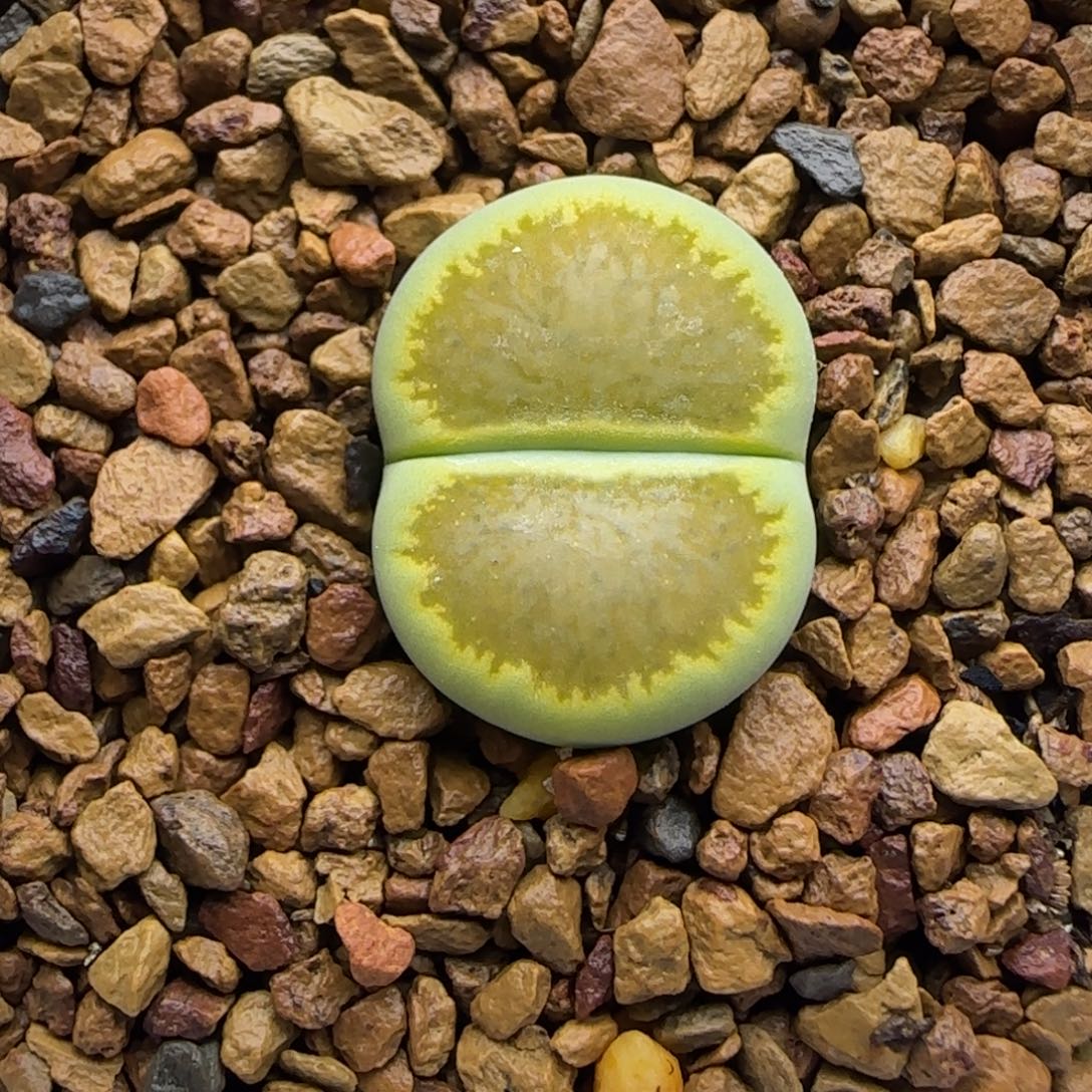 437 生石花大棚直播