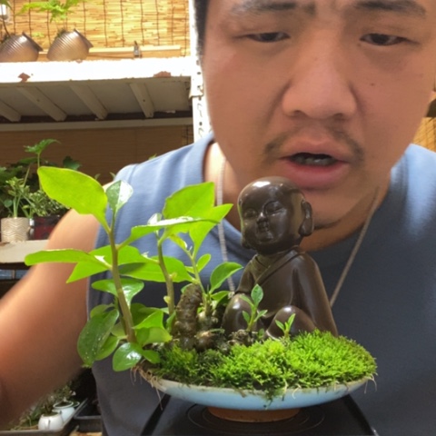 红陶素**欢一物一拍所见即所得114