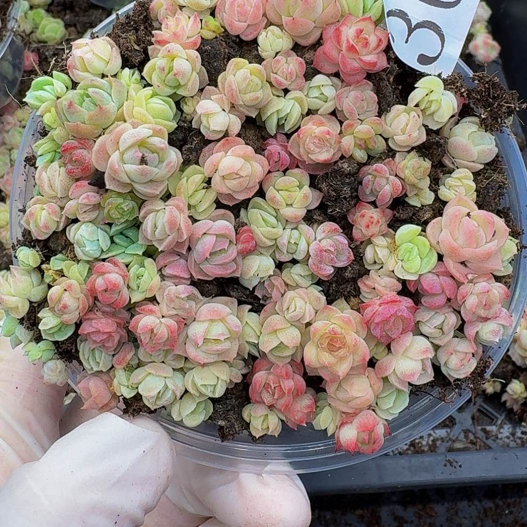 多肉植物多肉植物300