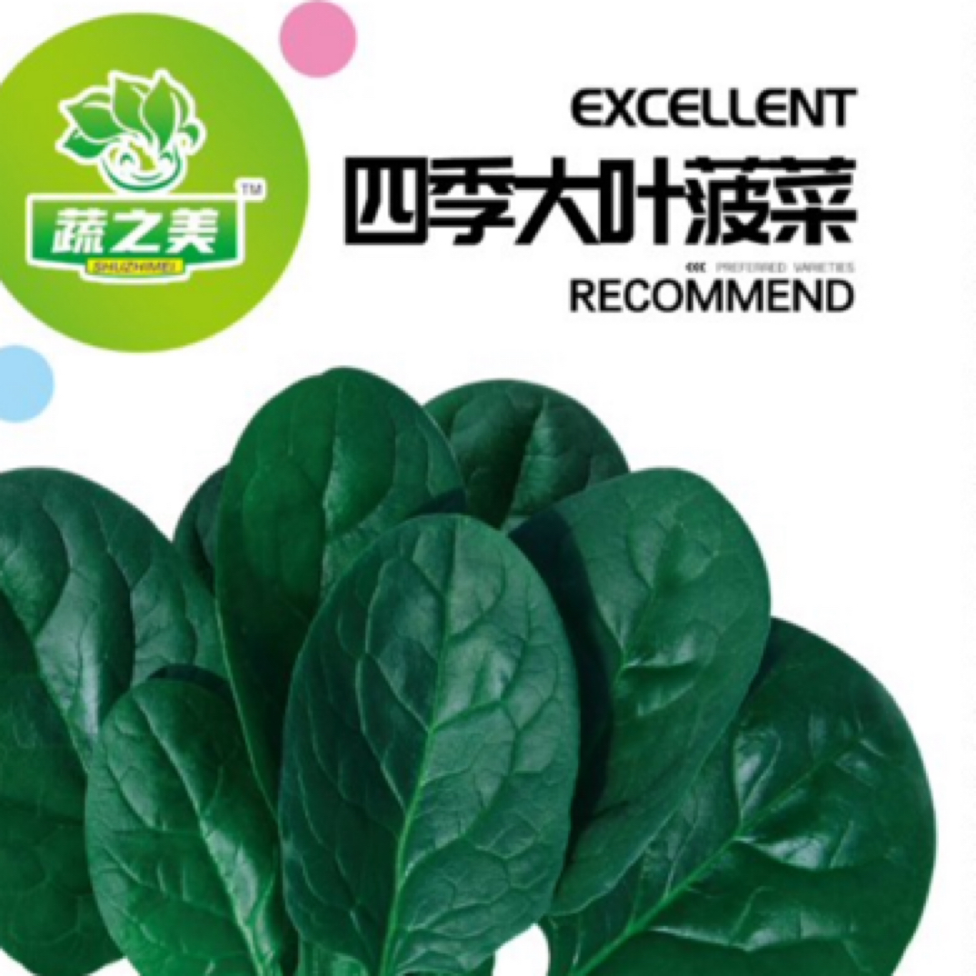 四季大叶菠菜种子夏季种籽菠菜种籽春秋冬四季农家蔬菜菠菜籽种孑