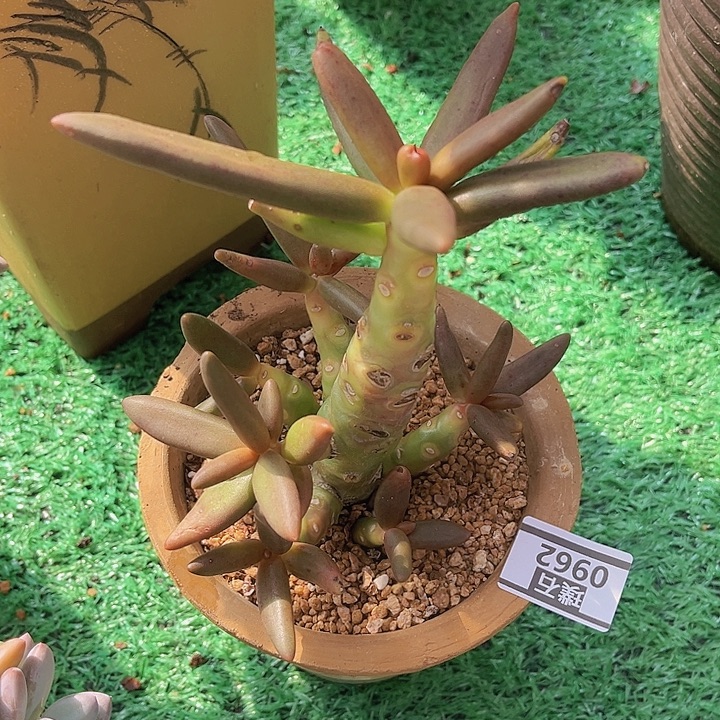 椰子树0962多肉植物