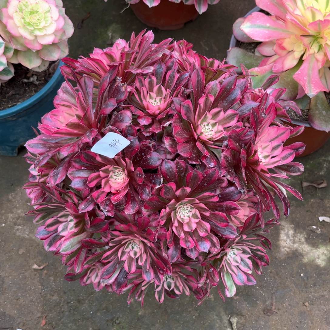 多肉植物红铜944