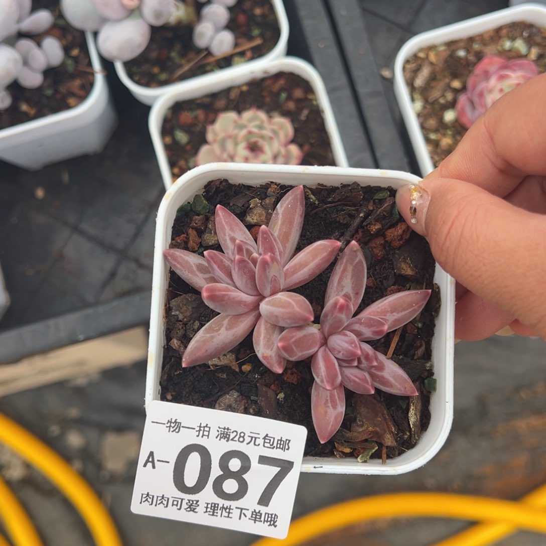 伊卡鲁斯多肉多肉多肉多肉