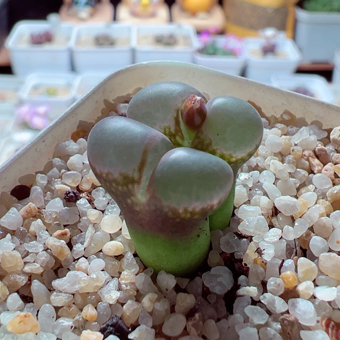 1106-609多肉多肉翻窗