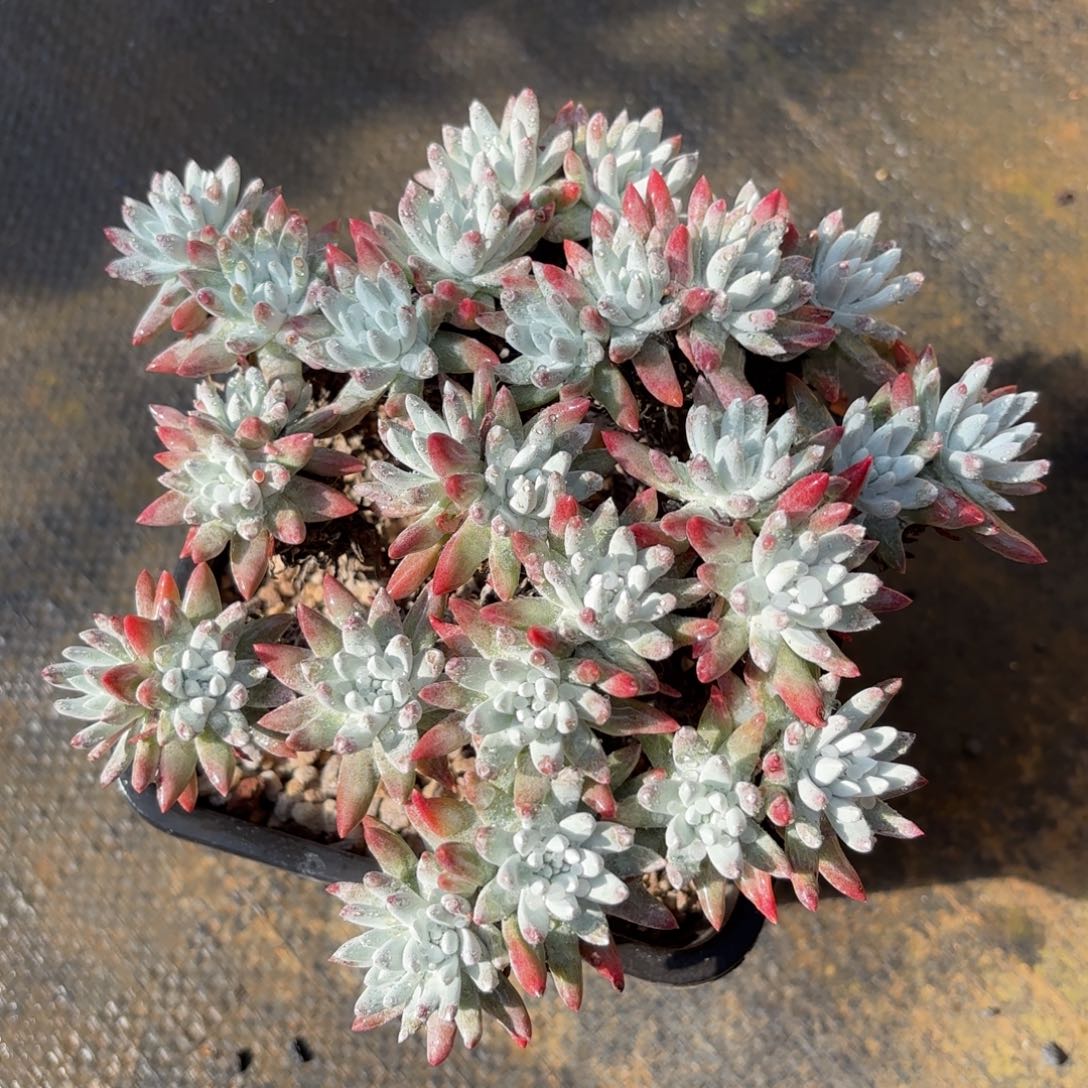 白菊杂，仙女杯多肉