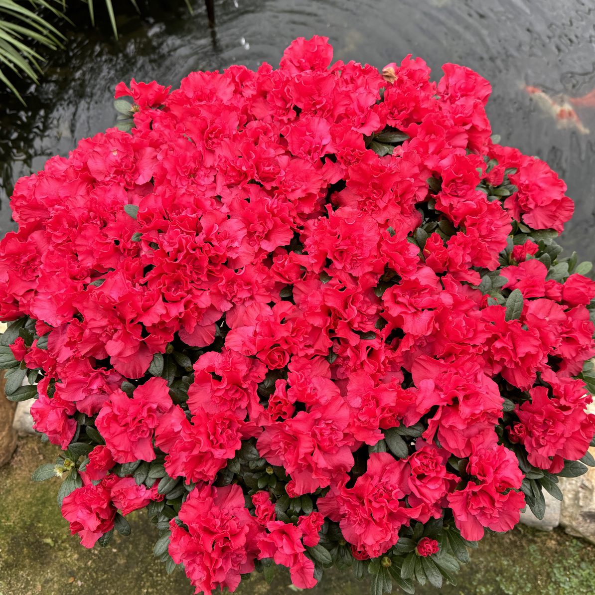 【四季杜鹃花】精品杜鹃花满树花苞好养易存活1