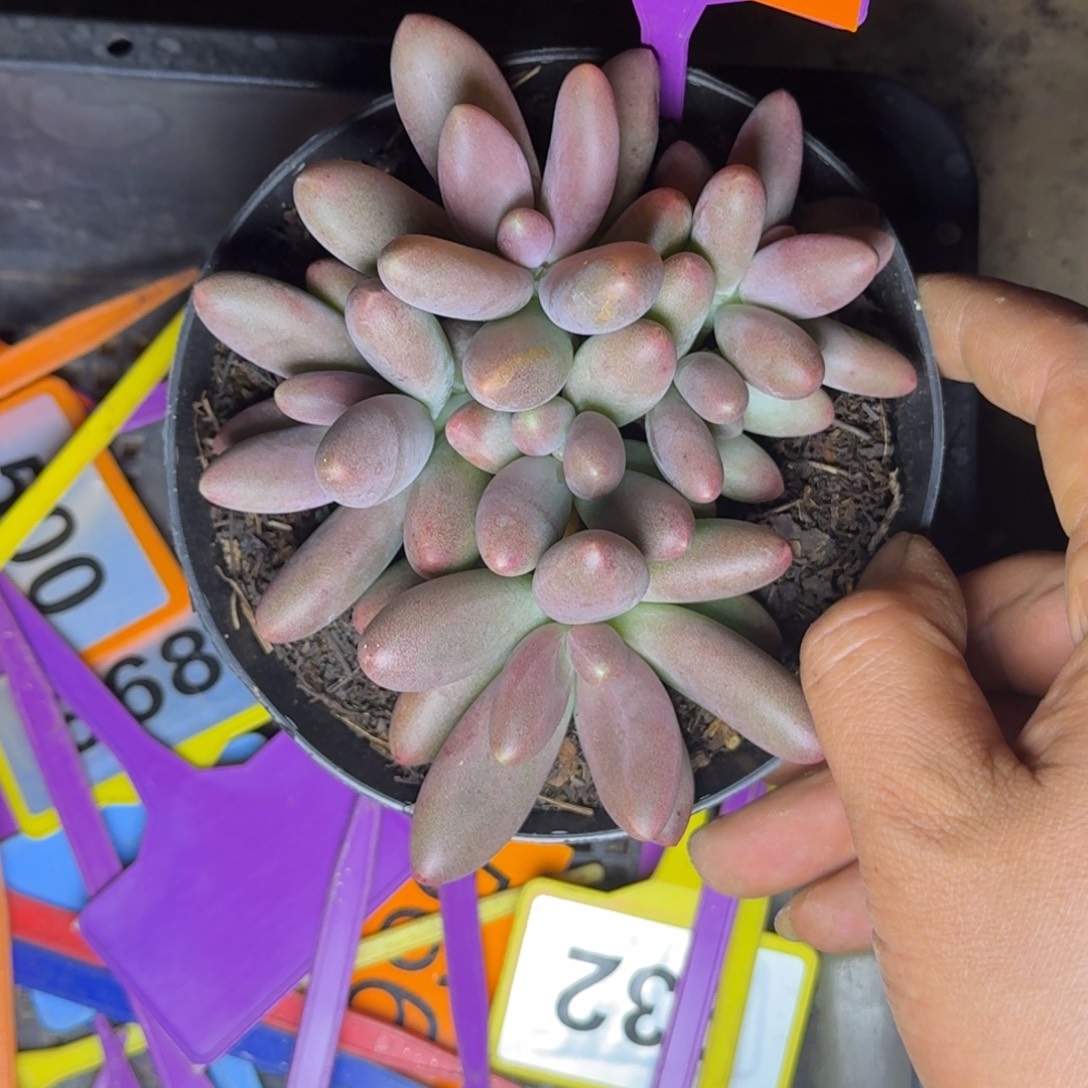 多肉植物糖果美人473