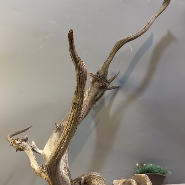 用***9崖柏高油纹理坨坨