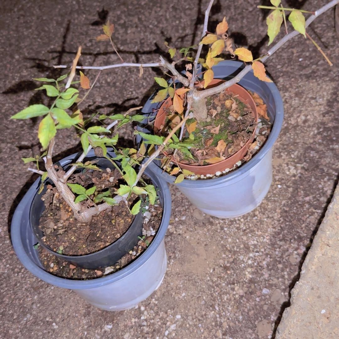 你***谁块根植物块根植物