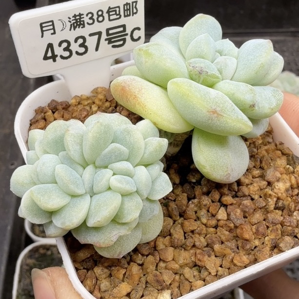 4337号冰玉石化缀 6.5cm盆