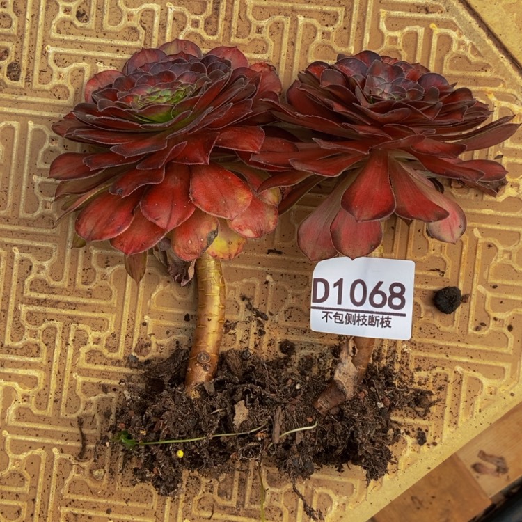 【闪购商品】米1068锦鲤俩个