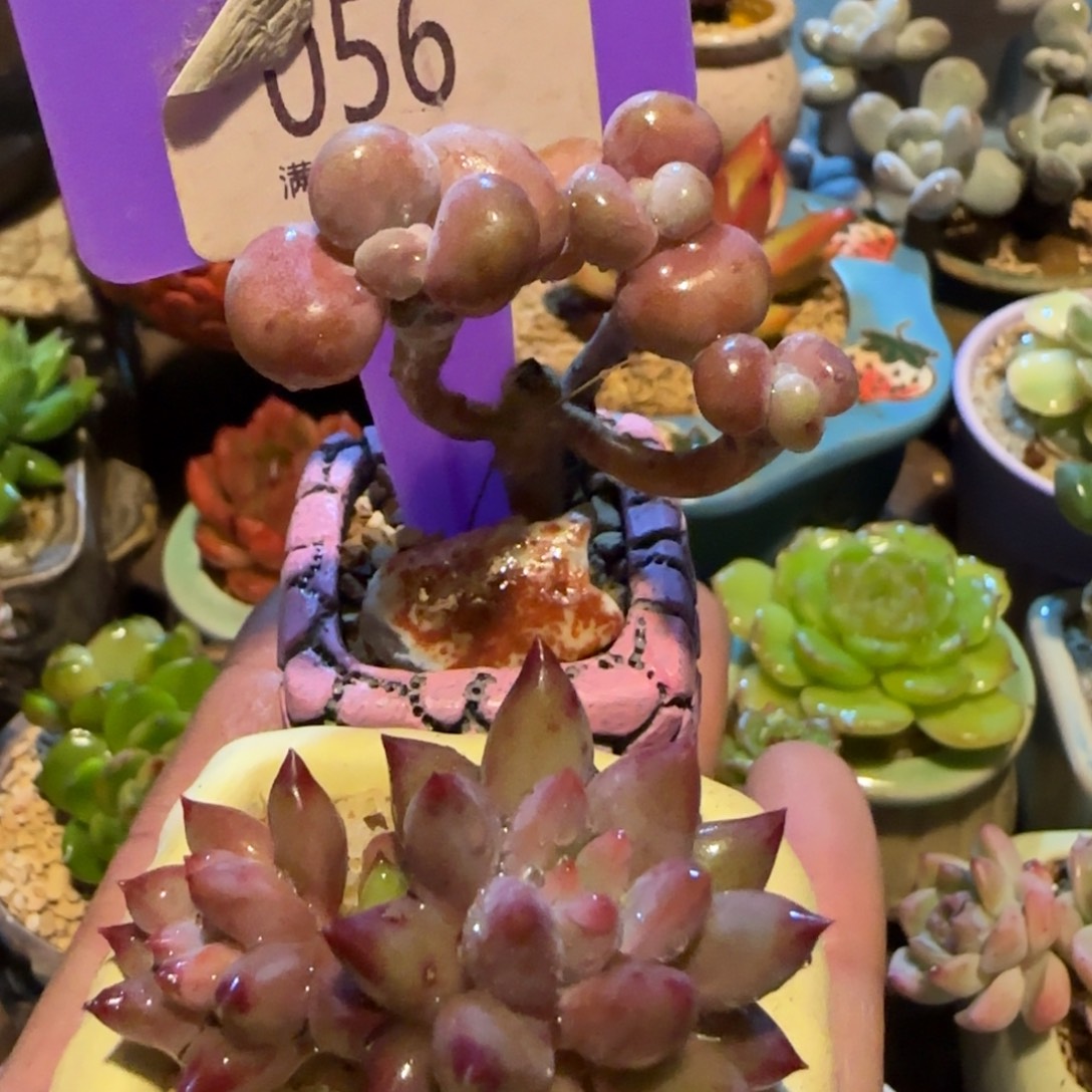 夏***子多肉植物两颗小萌物