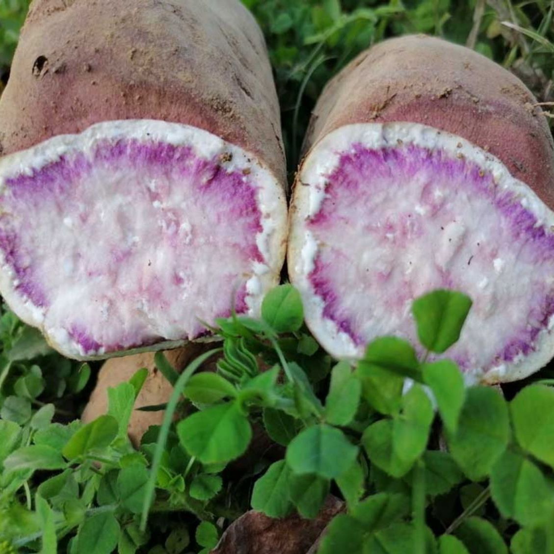 榕江本地紫心花红薯