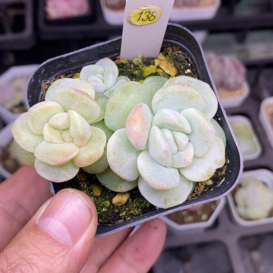 陈***陈冰玉石化变异138带盆土发