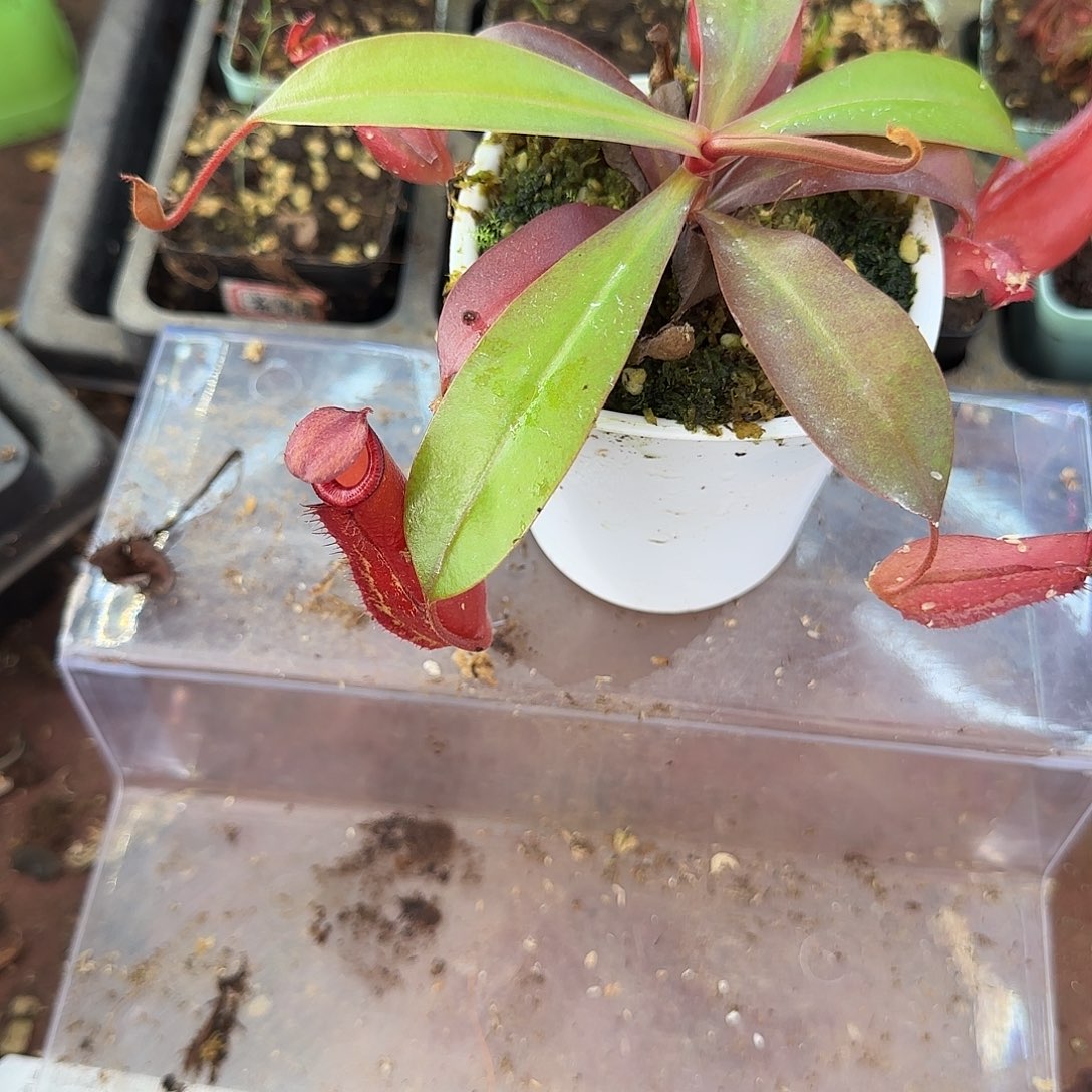 完全开放红玛丽猪笼草