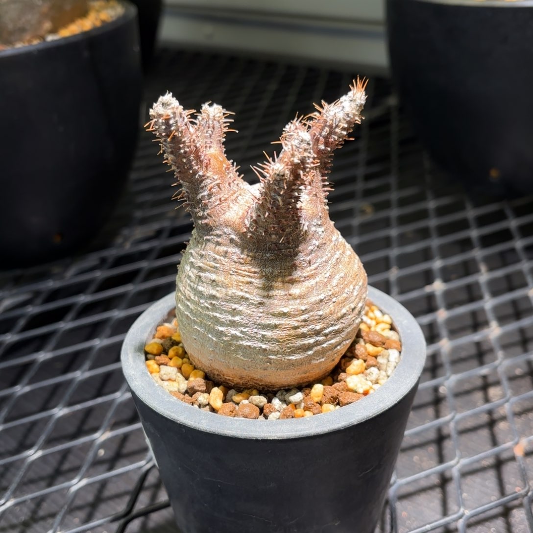 象牙宫带盆包邮的