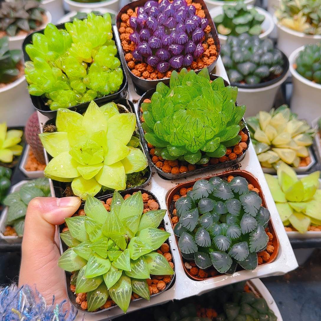 玉露群，蝉翼，黄金，紫宝石，玉露寿，冰灯