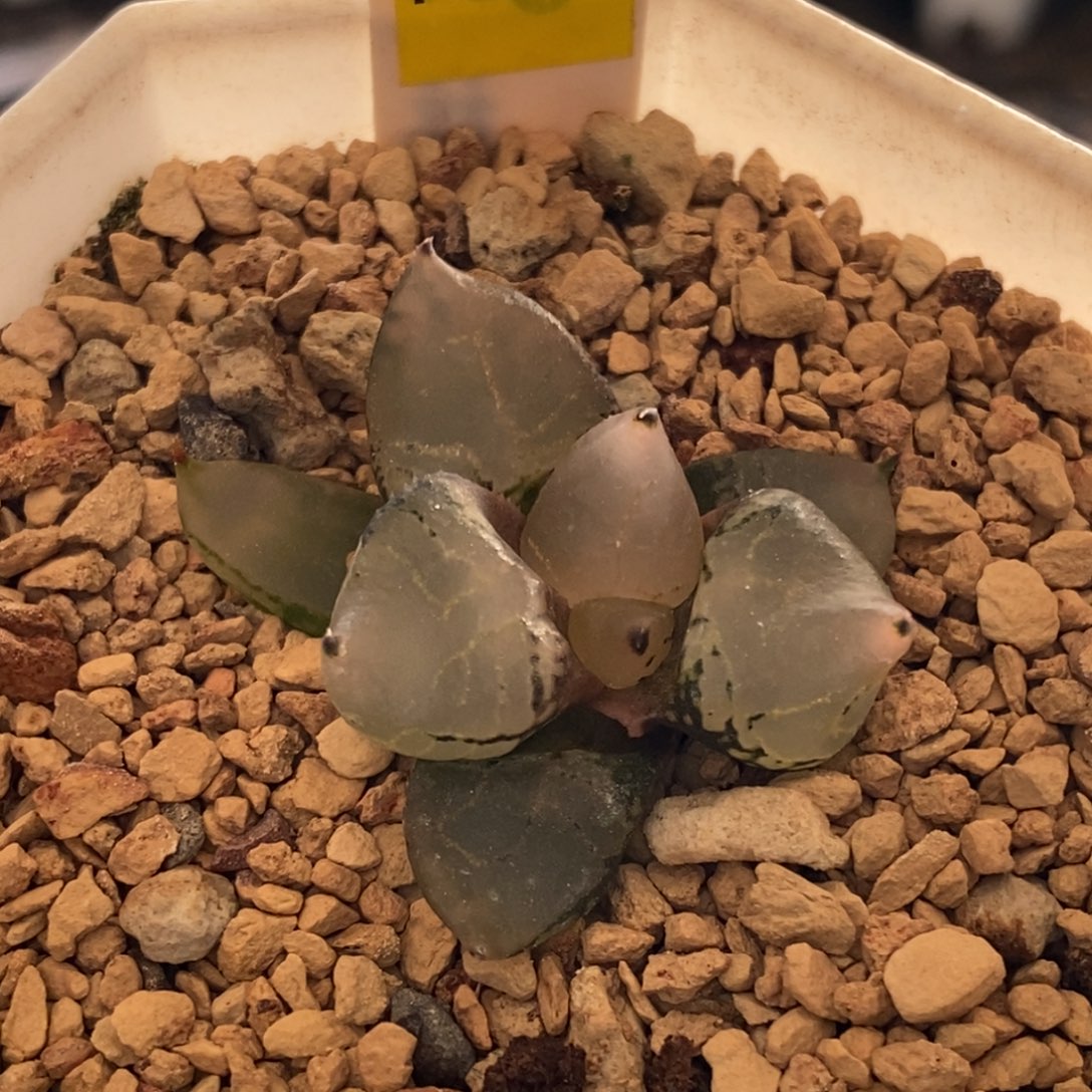 600号冰皇一物一拍