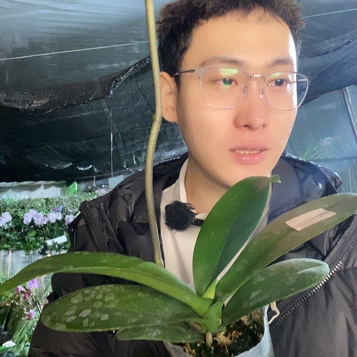 无花朵大白蝴蝶兰