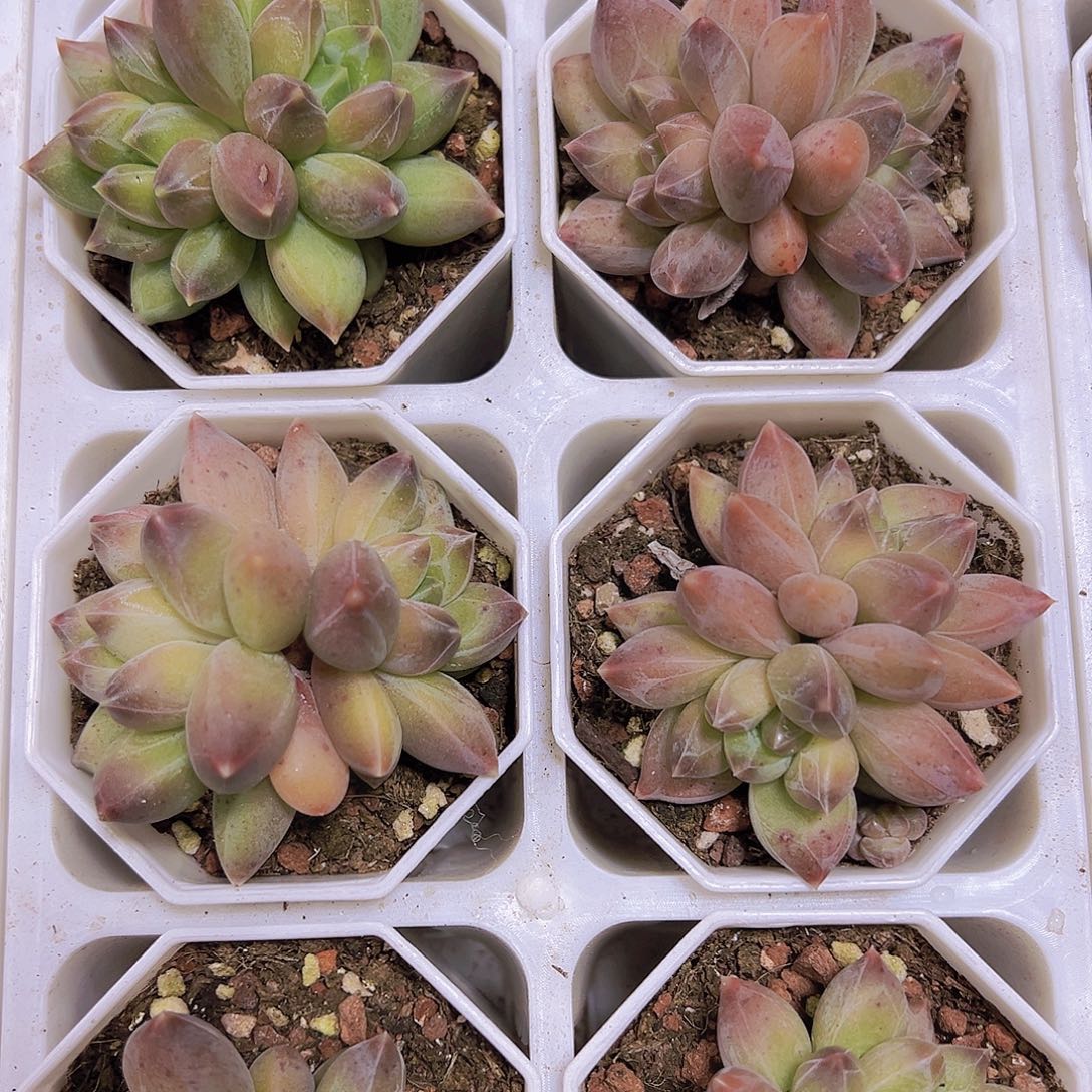 双头重楼19包邮多肉