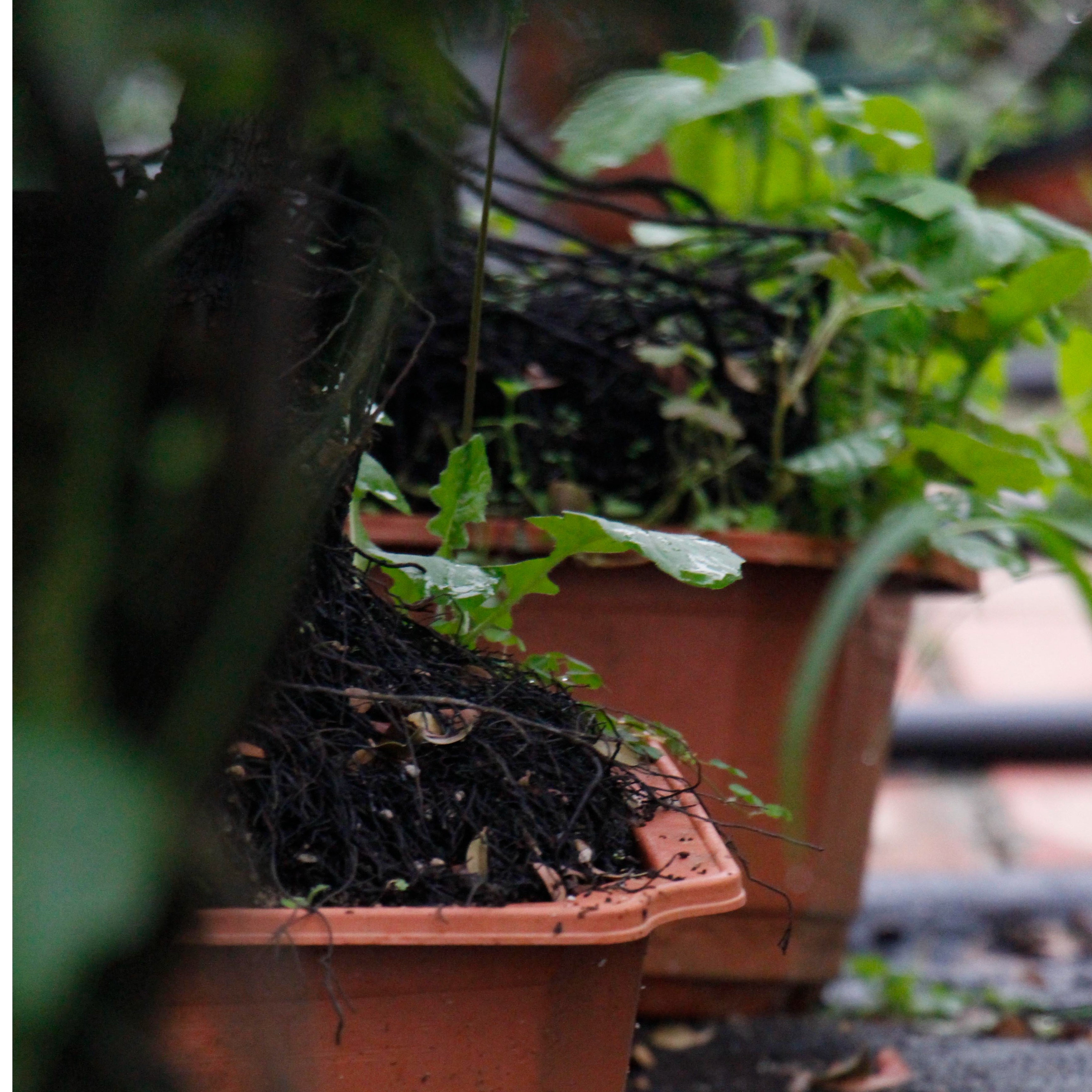 思思【紫檀一物一拍】紫檀树小叶紫檀开花结果寓意造型独特