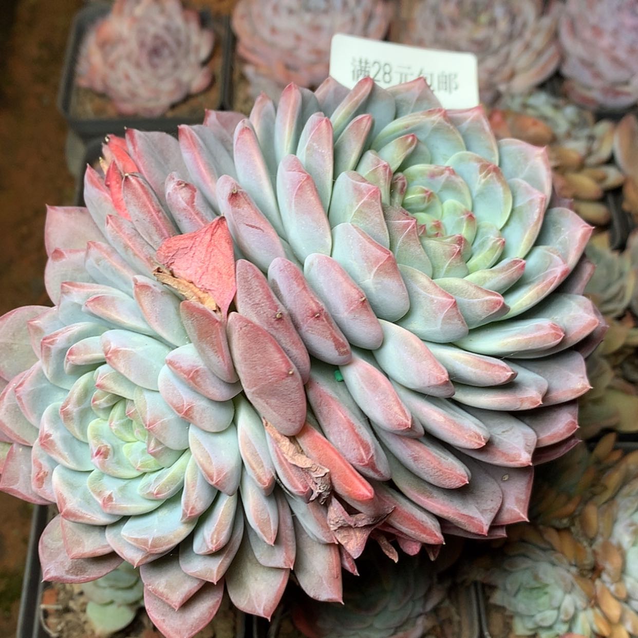 【闪购商品】云223号