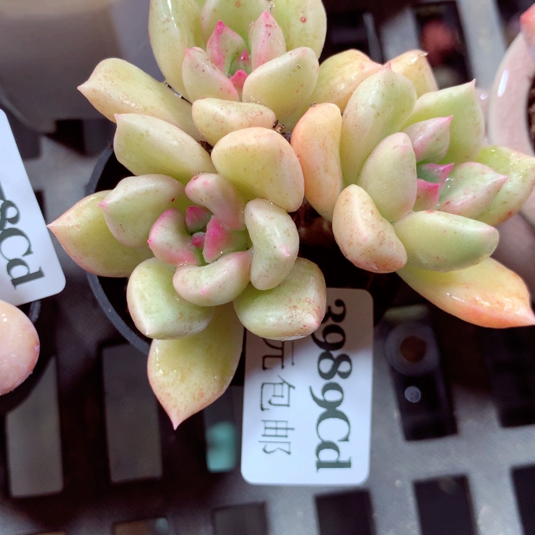 5厘米盆精控多肉3989