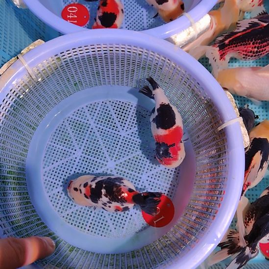 金鱼091兰寿两只特价顺丰包邮