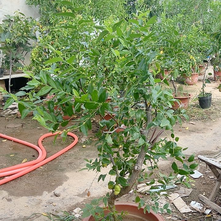 完全开放葫芦枣木架顺丰快递