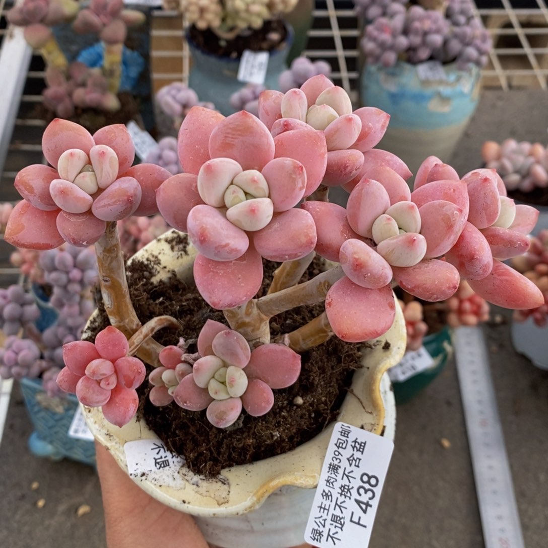 樱花洛神438/10c m