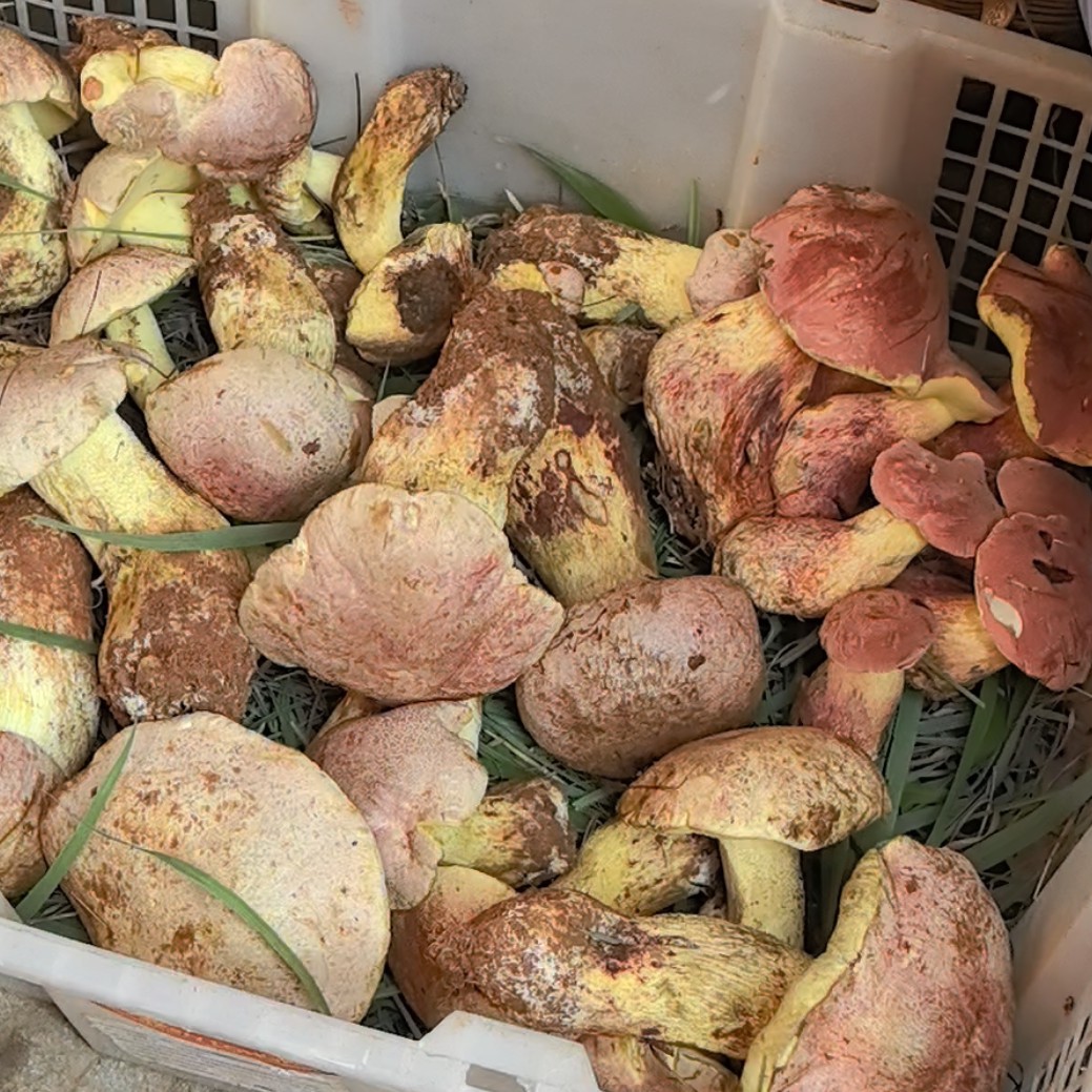 云南特产新鲜牛肝菌现场代购 临时链接