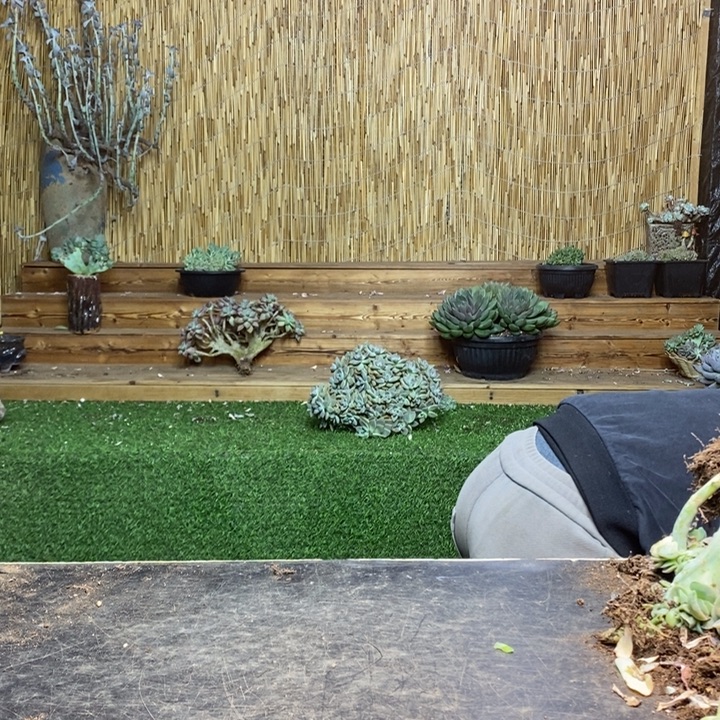 曾***经432号白胖子多肉植物