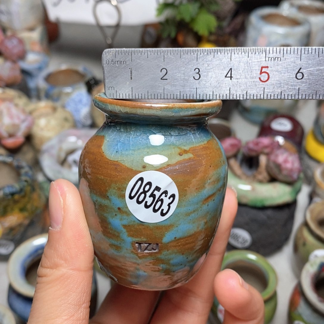 花盆拍5送一个小礼物