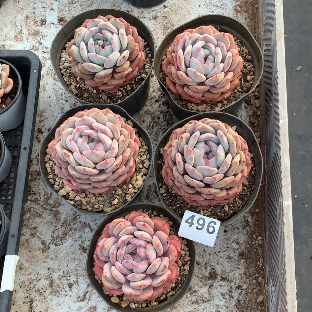 496橙子多肉植物组合