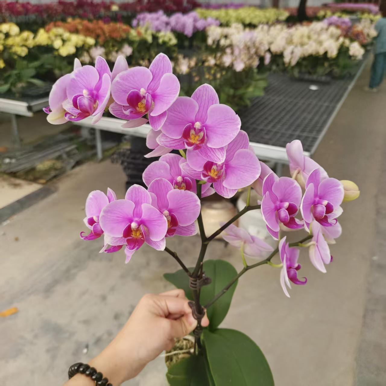 家成【紫蝶】蝴蝶兰花卉精致盆栽四季绿植