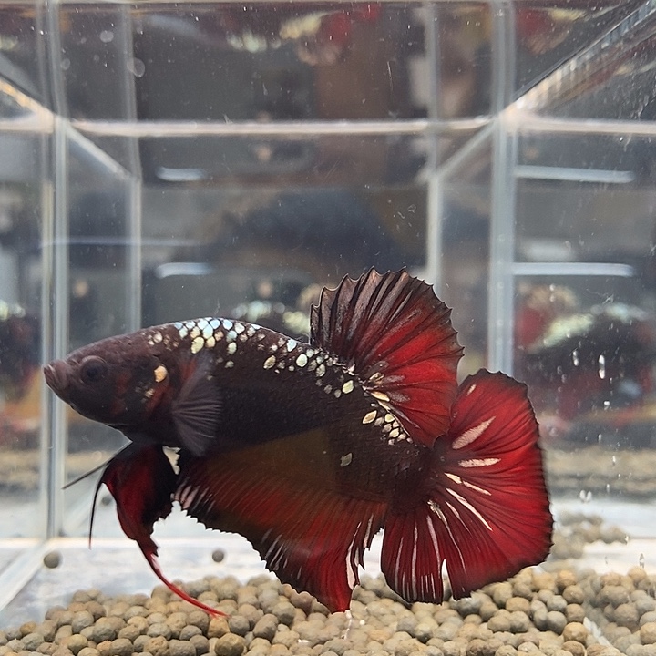 斗鱼黑46号巨斗将军