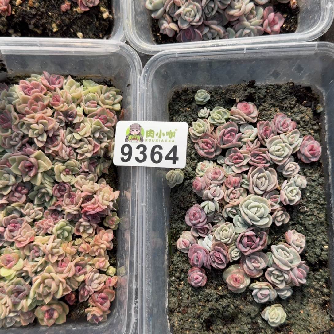 ****多肉植物多肉植物