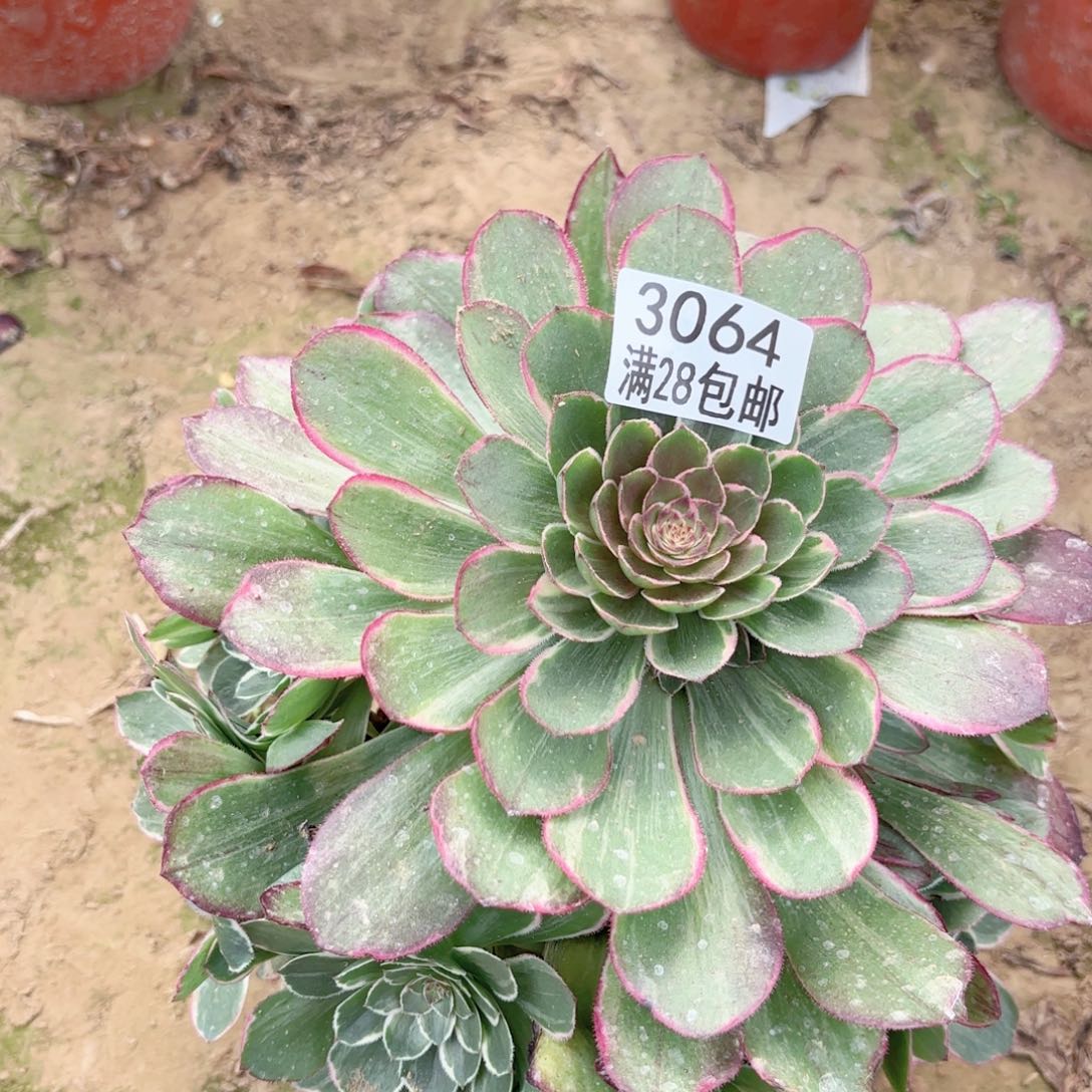 3064莲花座多肉111111