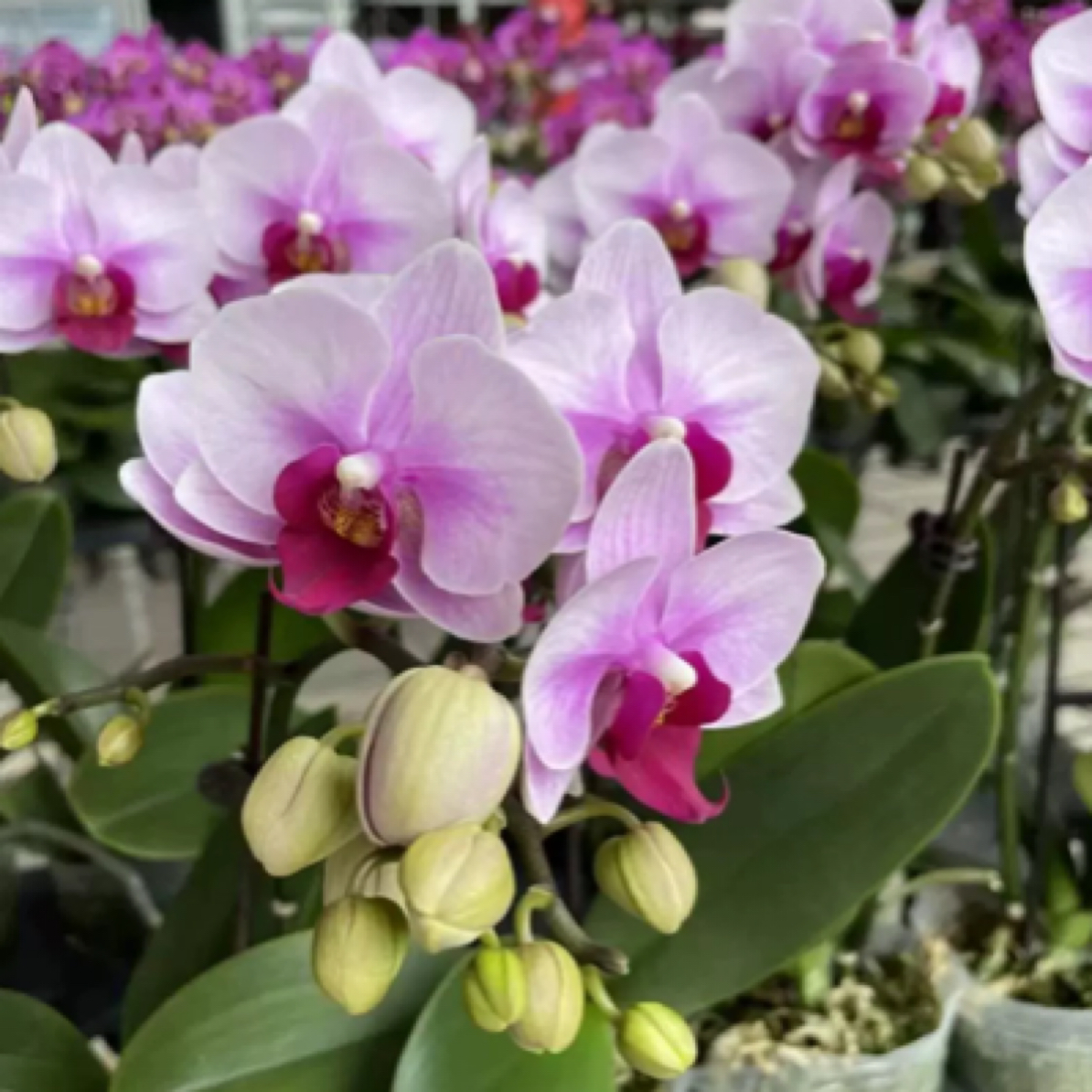 粉黛佳人蝴蝶兰盆栽高端