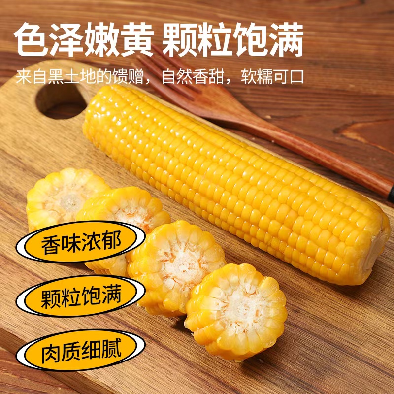 【试吃3支】东北糯九品种黄糯玉米220克x10支微甜（介意慎拍）