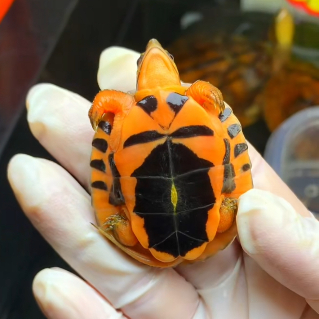 人工合法养殖活体三线海南金钱龟越南种米底证件齐全